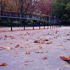 feuilles mortes