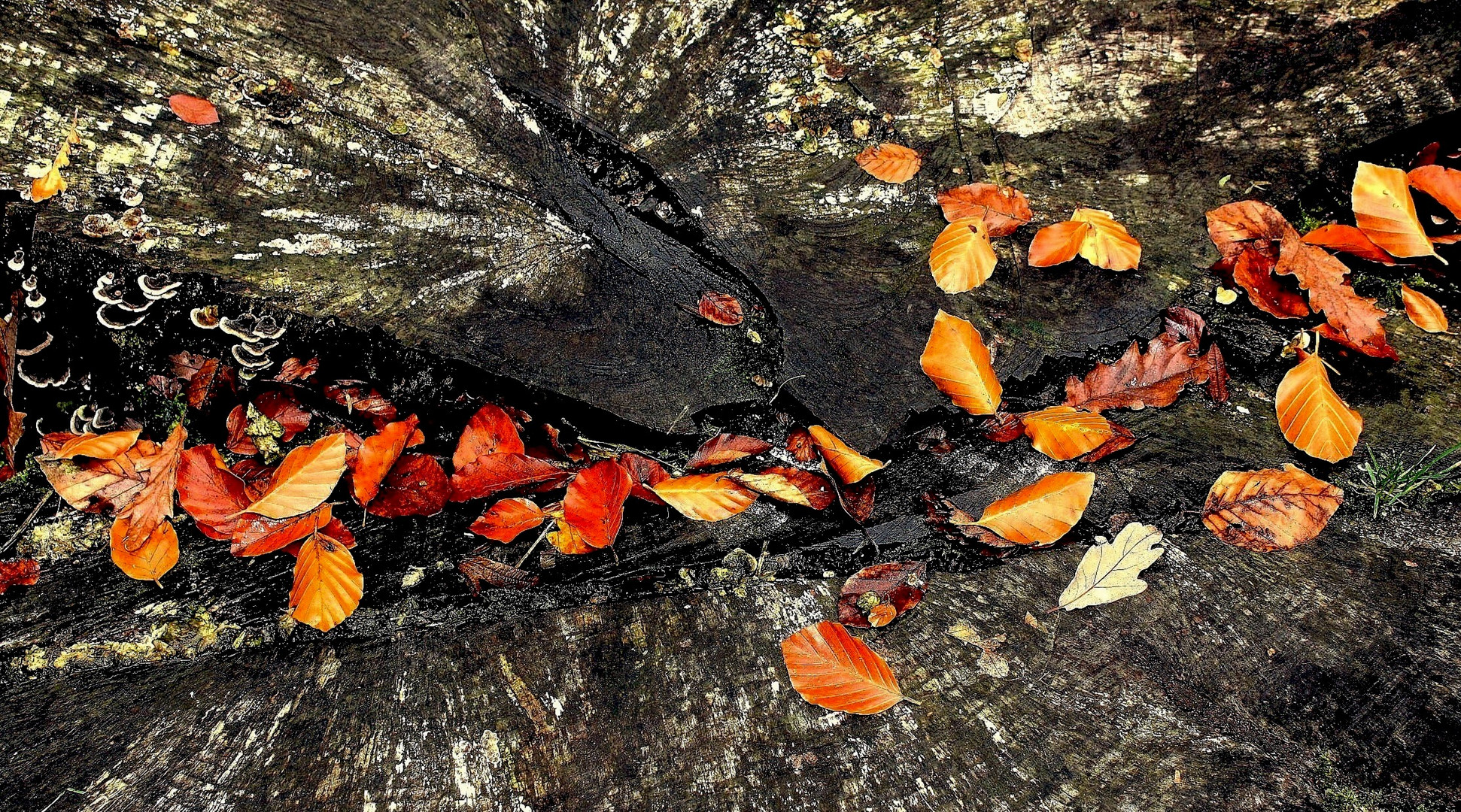 Feuilles mortes sur un tronc coupé...