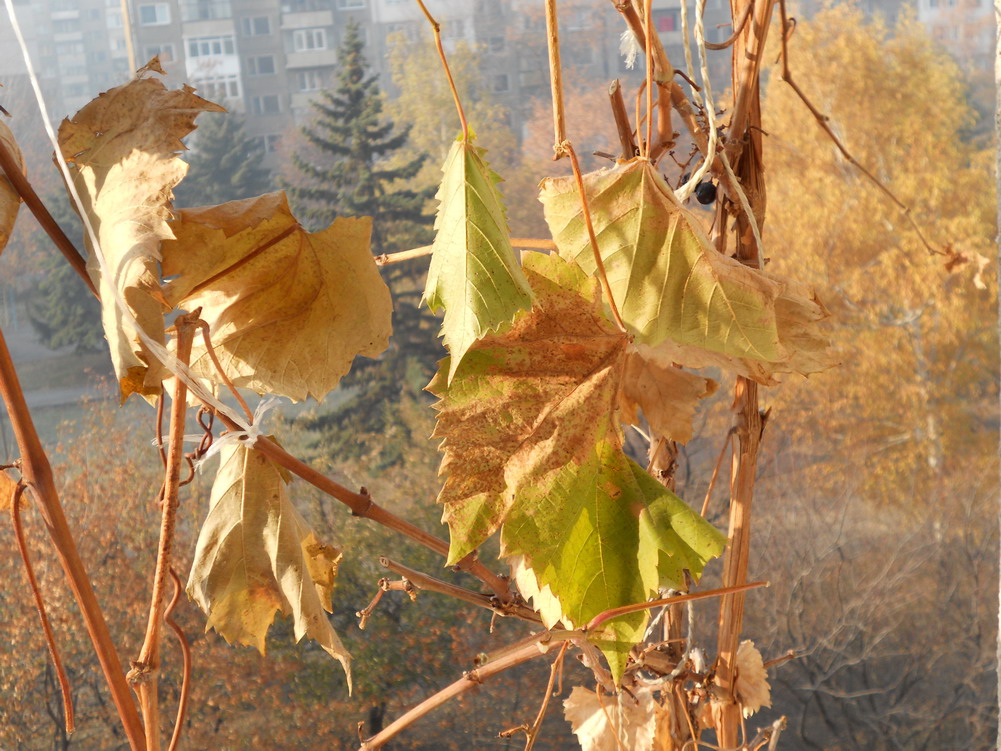 Feuilles morts