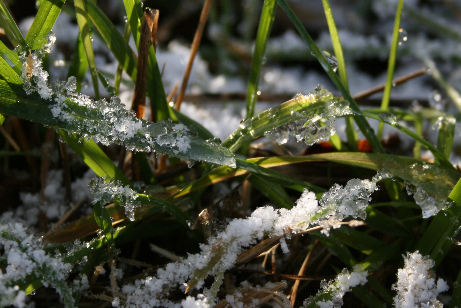 feuilles ornées de glace