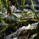 feuilles ornes de glace