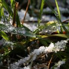 feuilles ornées de glace