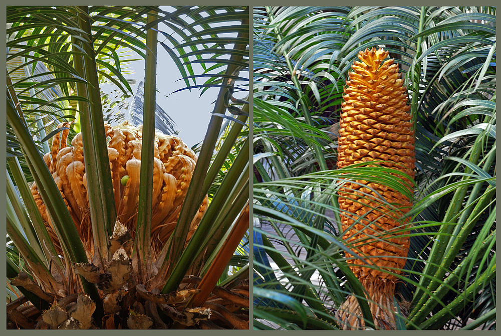 Feuilles ovulifères du cycas femelle et cône du cycas mâle