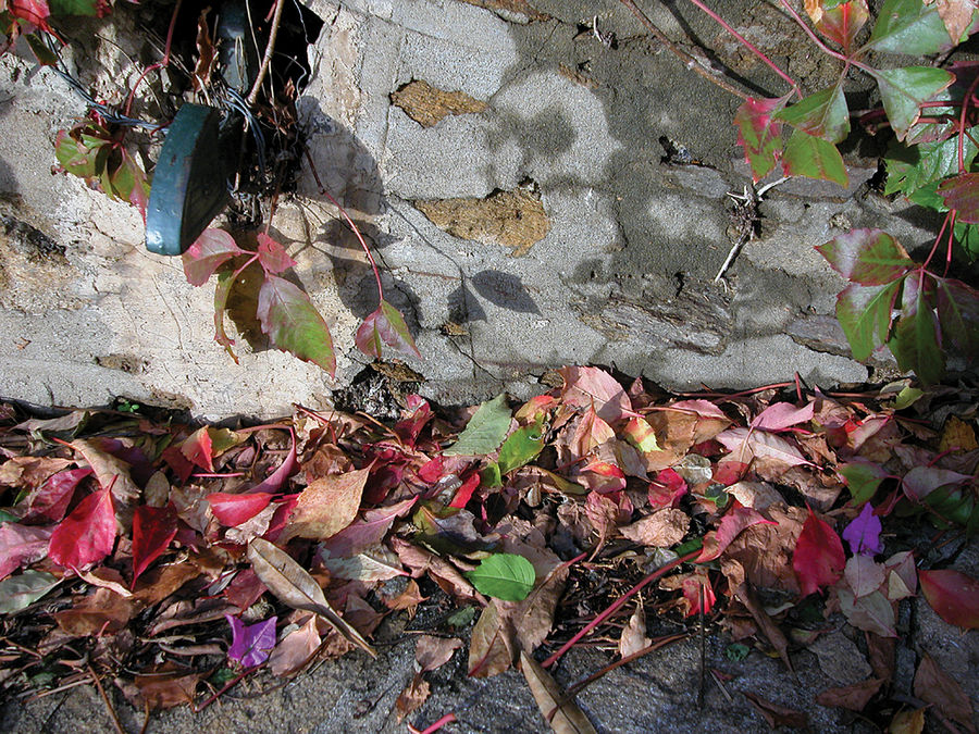 feuilles par terre/ Blätter am Boden