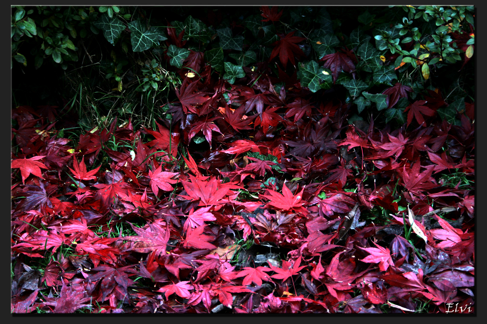 Feuilles rouges