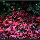 Feuilles rouges