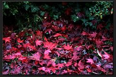 Feuilles rouges