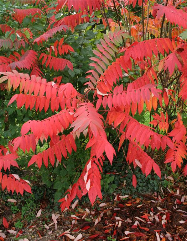 feuilles rouges