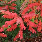 feuilles rouges