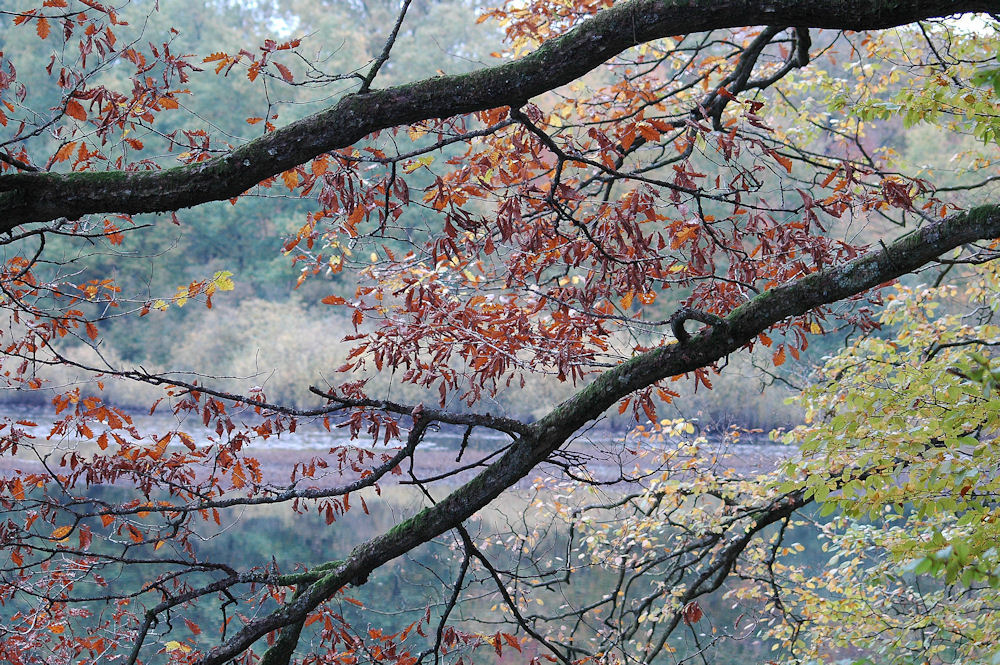 feuilles rougies by kenjie 