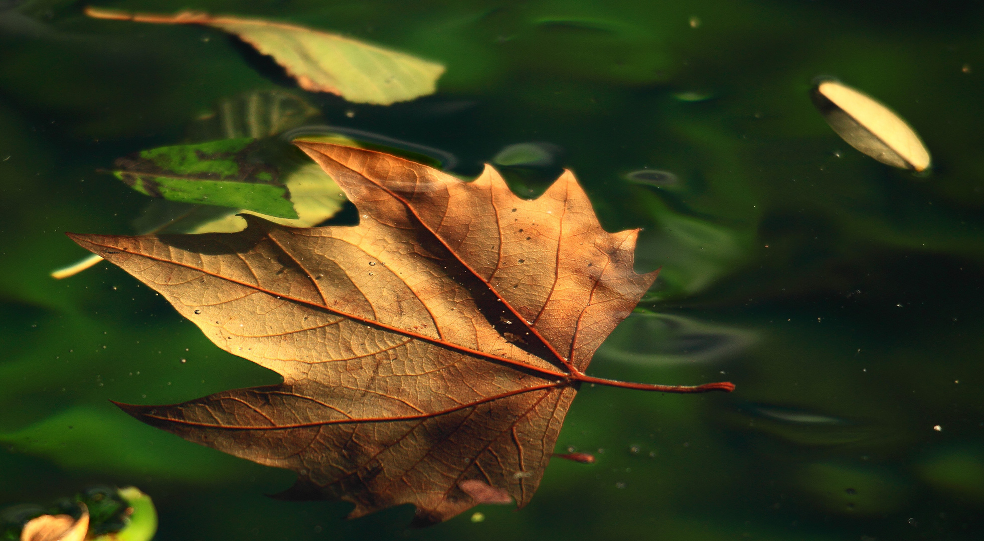 FEUILLES SUR SORGUE