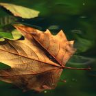 FEUILLES SUR SORGUE