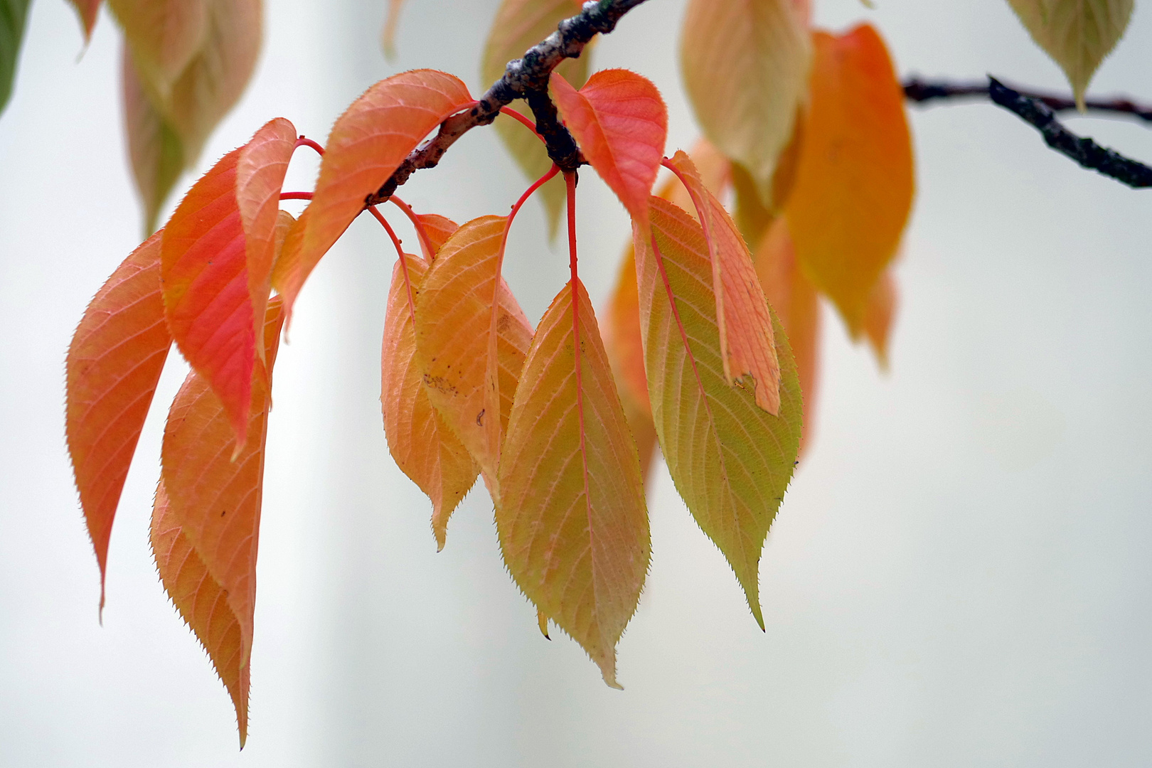 Feuilles suspendues