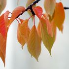 Feuilles suspendues