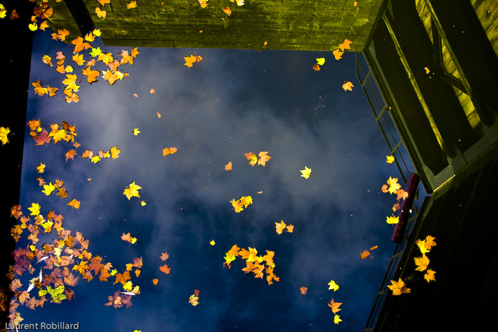 feuilles tuées