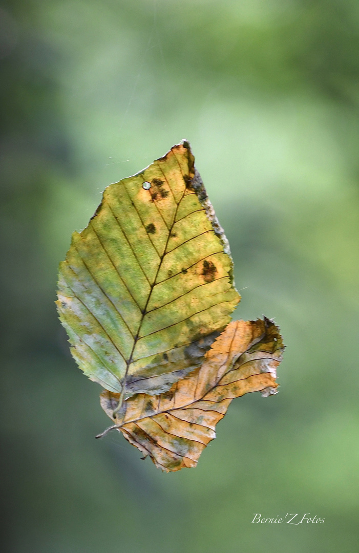 Feuilles volantes