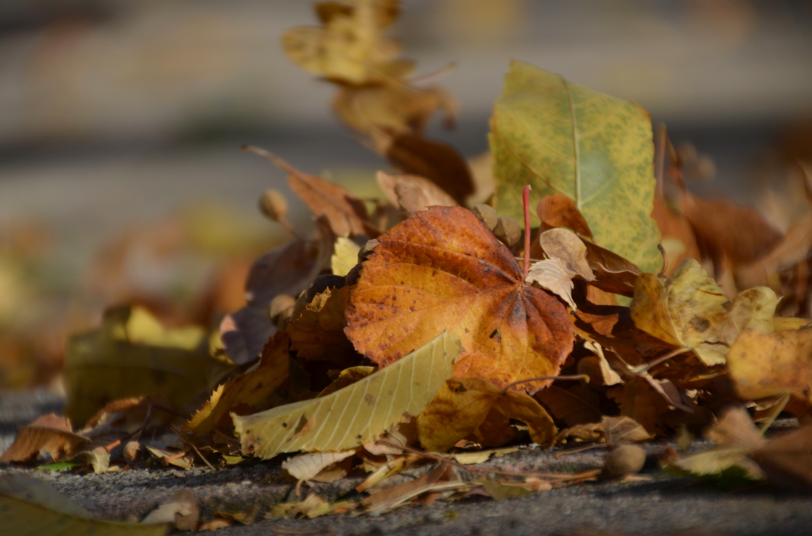 * feuilles volent au vent * photo et image  divers, la nature