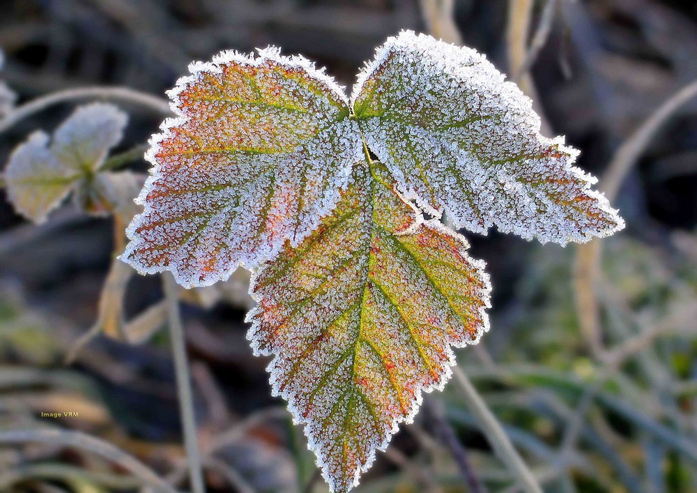 feuilli invernal