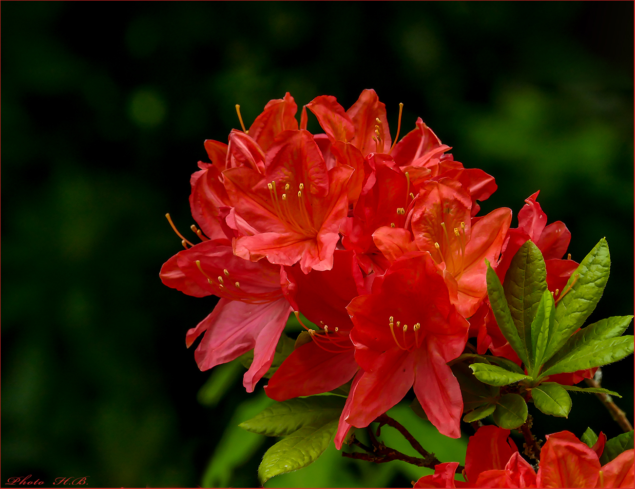 Feurige Azaleenblüten