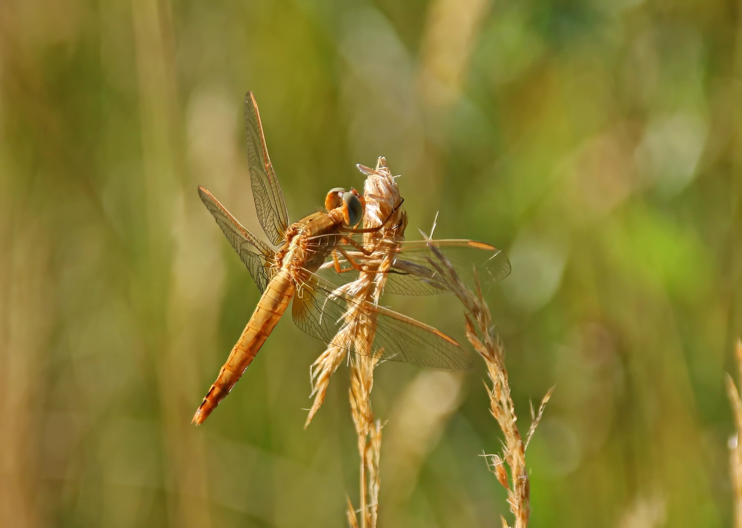 Feurige Dame Foto &amp; Bild | natur, insekten, tiere Bilder auf fotocommunity