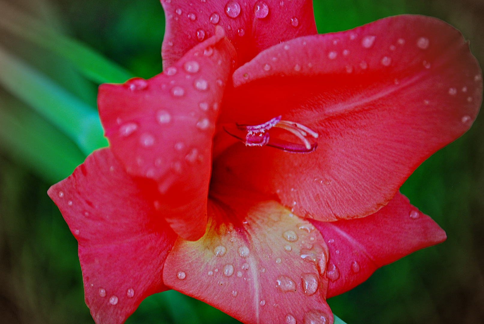 feurige Gladiole...