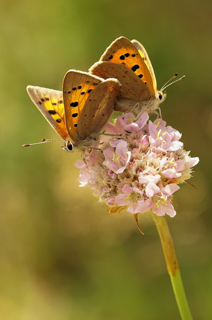 Feurige Liebe.... Foto & Bild schmetterlinge & co, makro, natur
