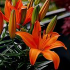 Feurige Lilie auf meinem Balkon.