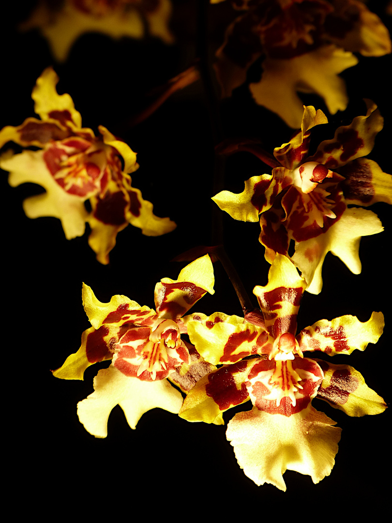 Feurige Orchidee