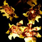 Feurige Orchidee