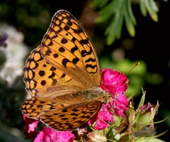 Feurige Perlmutterfalter (Argynnis adippe)