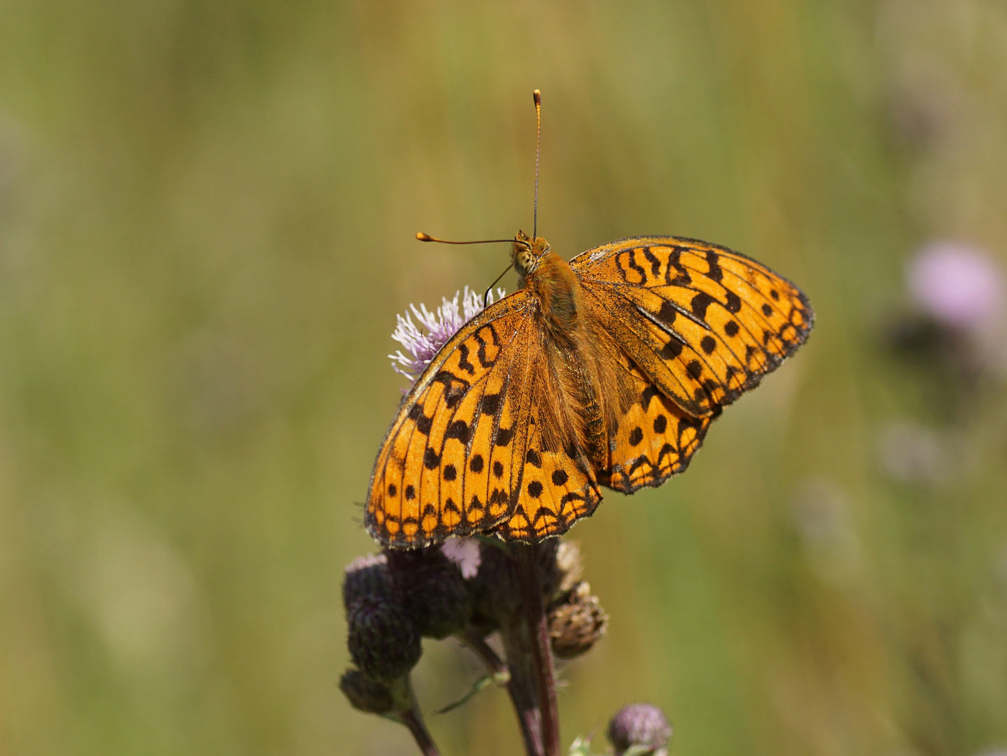 Feurige Perlmutterfalter (Argynnis adippe)