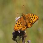 Feurige Perlmutterfalter (Argynnis adippe)