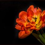 Feurige Tulpe