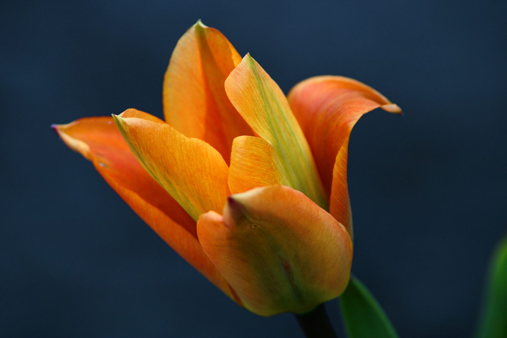 Feurige Tulpe