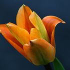 Feurige Tulpe