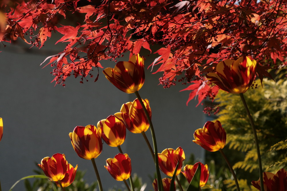 feurige tulpe an Rotahorn