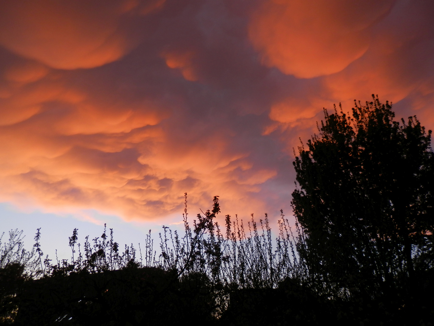 Feurige Wolken über unserem Garten