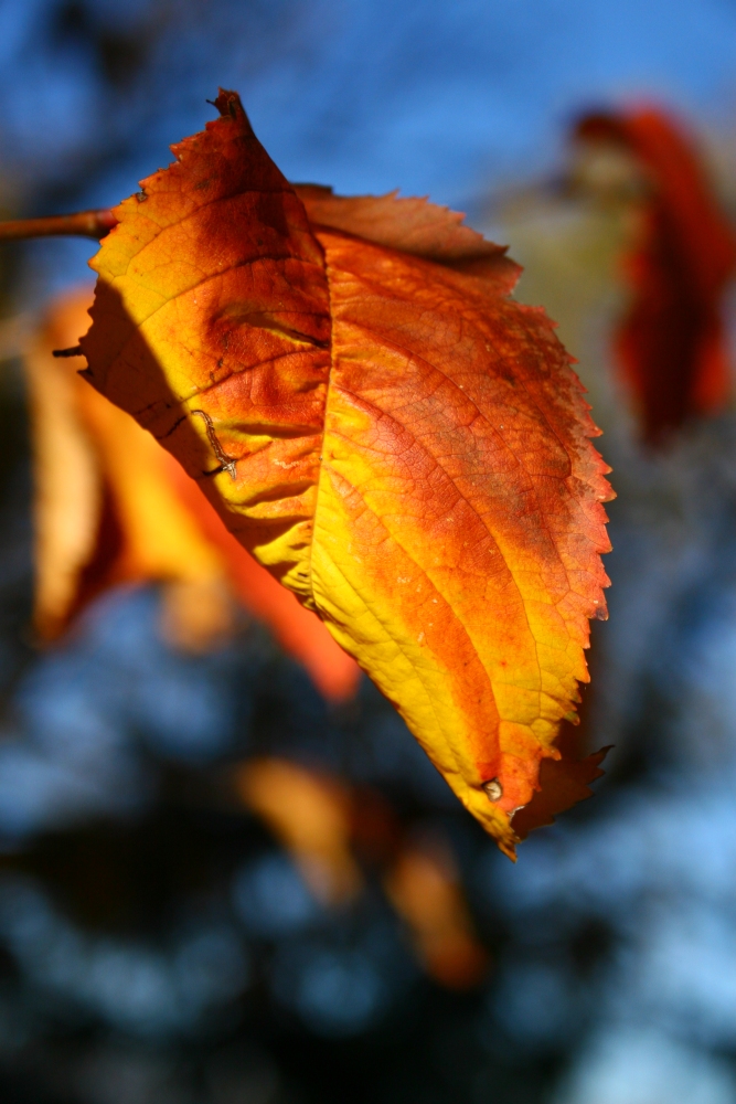 Feuriger Herbst