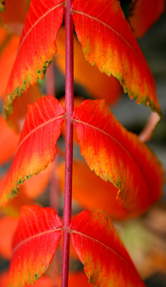 Feuriger Herbst Foto &amp; Bild | jahreszeiten, herbst, natur Bilder auf ...