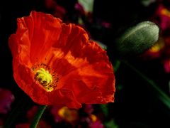 Feuriger Mohn