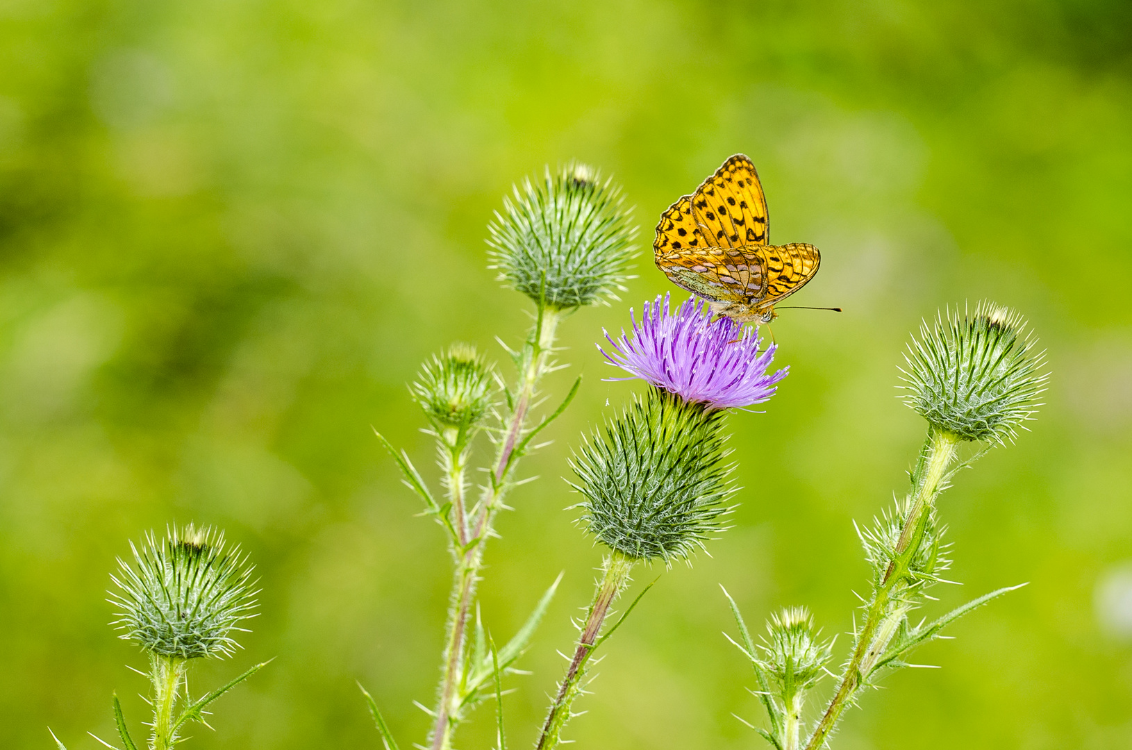 Feuriger Perlmutterfalter (Argynnis adippe)