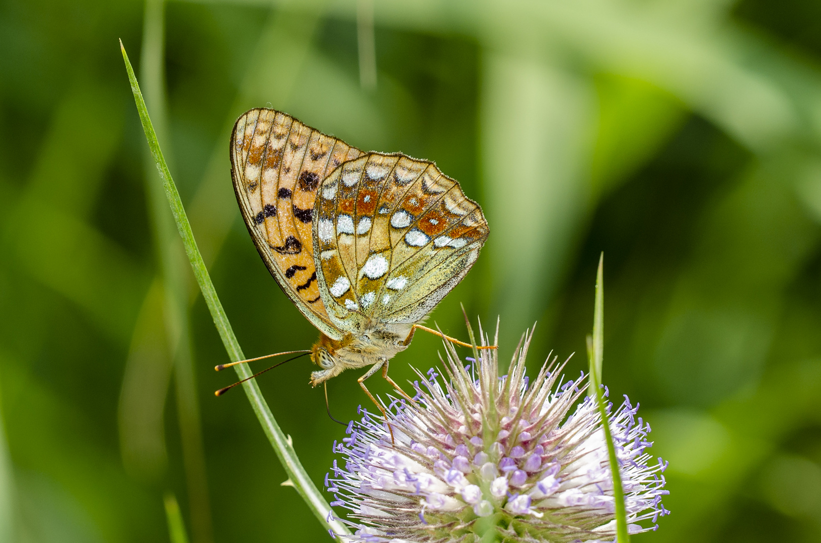 Feuriger Perlmutterfalter (Argynnis adippe)