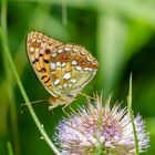 Feuriger Perlmutterfalter (Argynnis adippe)