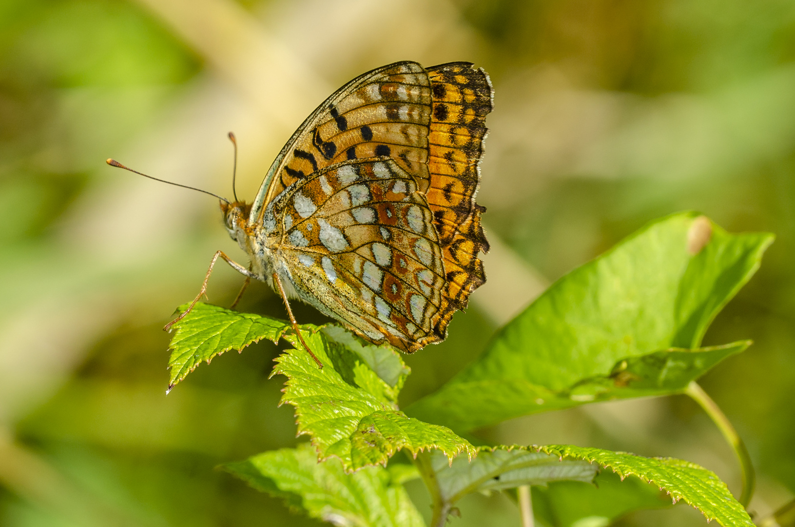 Feuriger Perlmutterfalter (Argynnis adippe)