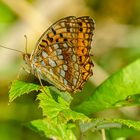 Feuriger Perlmutterfalter (Argynnis adippe)