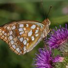 Feuriger Perlmutterfalter (Argynnis adippe)