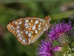 Feuriger Perlmutterfalter (Argynnis adippe)