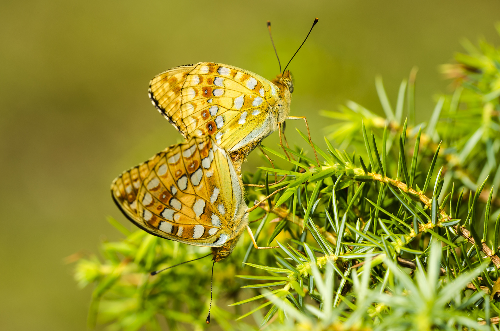 Feuriger Perlmutterfalter (Argynnis adippe)