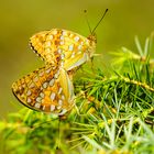 Feuriger Perlmutterfalter (Argynnis adippe)