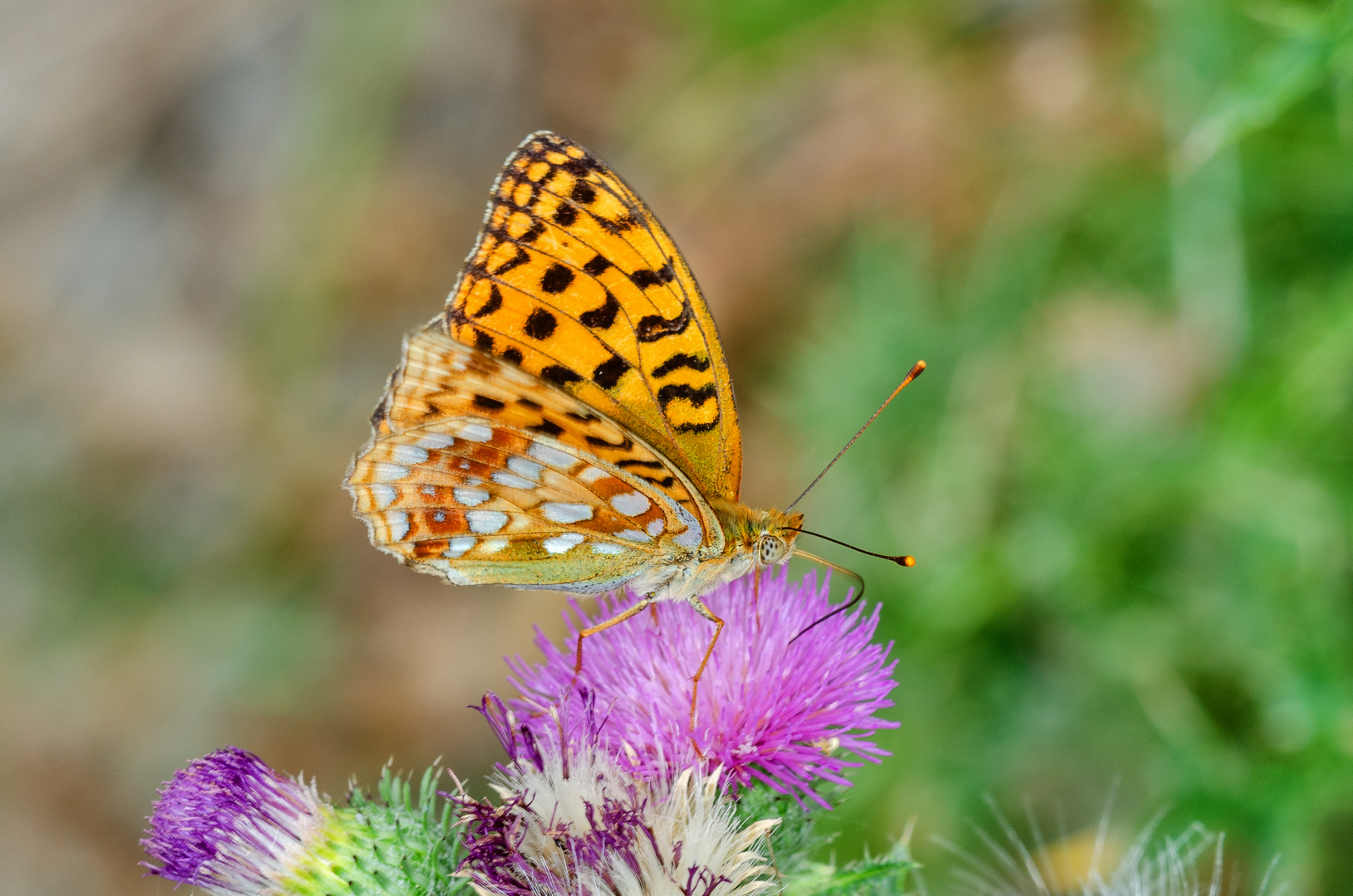 Feuriger Perlmutterfalter (Argynnis adippe)